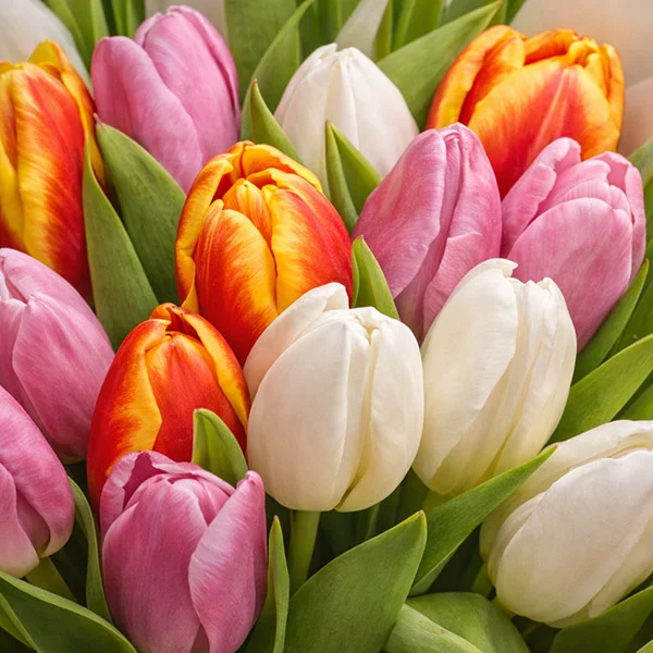 Римские каникулы- букет из разноцветных тюльпанов